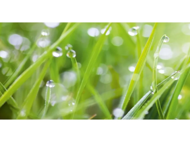 Best Spritzschutz-Rückwand WandArt easy 120 cm x 58,5 cm Grass (D4002P BRIL) FSC® Küchenrückwände|Kochfelder
