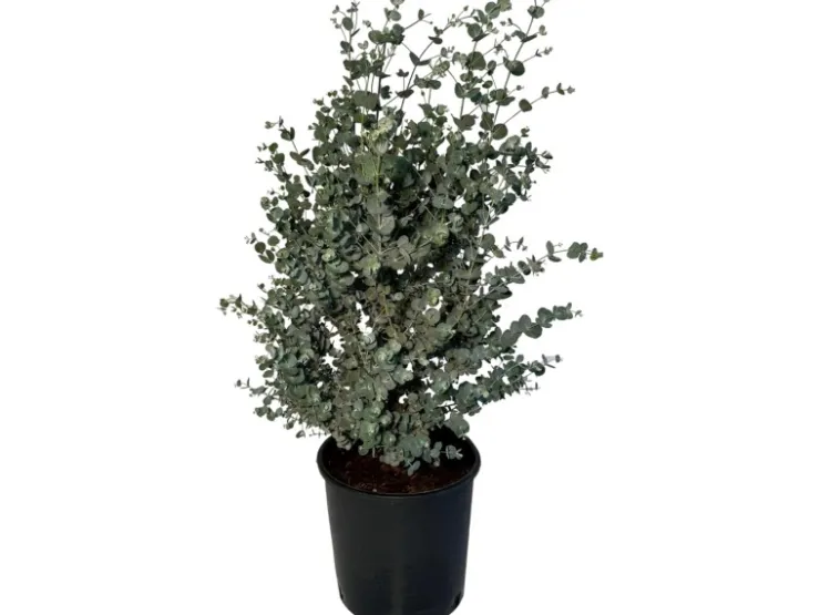 Töpfe<Sunny-Tree Eucalyptus Gunnii 'Azura' 90 cm Winterhart