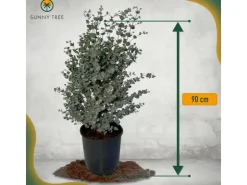 Töpfe<Sunny-Tree Eucalyptus Gunnii 'Azura' 90 cm Winterhart