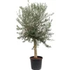 Töpfe<Sunny-Tree  Hochstämmiger Olivenbaum 170 Zentimeter Hoch Olea Europea 25 Jahre Alt Winterhart Bis -18° - Fruchtbildend Obstbaum