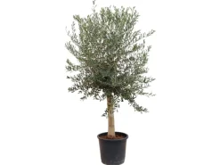 Töpfe<Sunny-Tree  Hochstämmiger Olivenbaum 170 Zentimeter Hoch Olea Europea 25 Jahre Alt Winterhart Bis -18° - Fruchtbildend Obstbaum