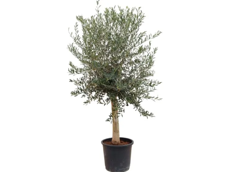 Töpfe<Sunny-Tree Hochstämmiger Olivenbaum 170 Zentimeter Hoch Olea Europea 25 Jahre Alt Winterhart Bis -18° - Fruchtbildend Obstbaum