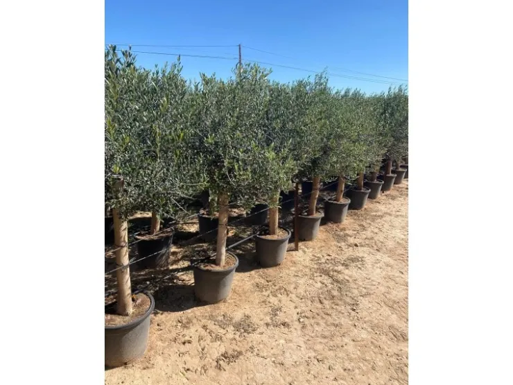 Töpfe<Sunny-Tree Hochstämmiger Olivenbaum 170 Zentimeter Hoch Olea Europea 25 Jahre Alt Winterhart Bis -18° - Fruchtbildend Obstbaum