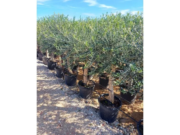 Töpfe<Sunny-Tree Hochstämmiger Olivenbaum 170 Zentimeter Hoch Olea Europea 25 Jahre Alt Winterhart Bis -18° - Fruchtbildend Obstbaum