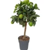 Töpfe<Sunny-Tree Limettenbaum Große 90 Zentimeter Citrus Aurantifolia Obstbaum Fruchtbildend 3 Jähriger Limettenbaum