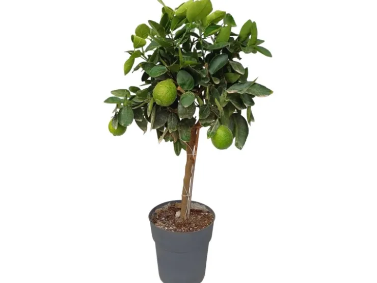 Töpfe<Sunny-Tree Limettenbaum Große 90 Zentimeter Citrus Aurantifolia Obstbaum Fruchtbildend 3 Jähriger Limettenbaum