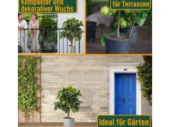 Töpfe<Sunny-Tree Limettenbaum Große 90 Zentimeter Citrus Aurantifolia Obstbaum Fruchtbildend 3 Jähriger Limettenbaum