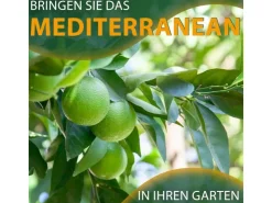 Töpfe<Sunny-Tree Limettenbaum Große 90 Zentimeter Citrus Aurantifolia Obstbaum Fruchtbildend 3 Jähriger Limettenbaum