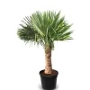 Töpfe<Sunny-Tree Trachycarpus Fortunei Chinesische Fächerpalme 160 cm, Stammhöhe 40 bis 50 cm Winterhart bis -18°C