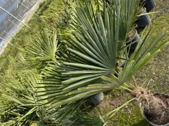 Töpfe<Sunny-Tree Trachycarpus Fortunei Chinesische Fächerpalme 160 cm, Stammhöhe 40 bis 50 cm Winterhart bis -18°C