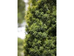 Töpfe<Taxus baccata 80-100 cm