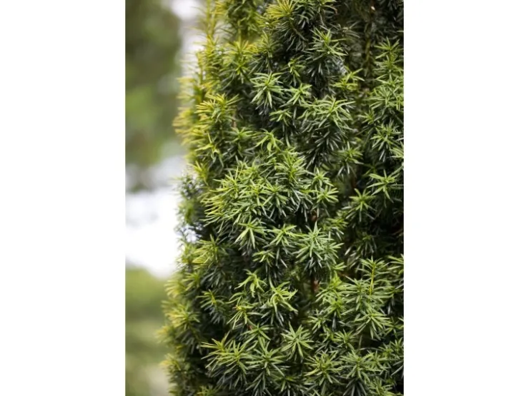 Töpfe<Taxus baccata 80-100 cm
