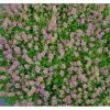 Töpfe<Thymus Praecox Purpurteppich Teppich-Thymian Purpur Ca. 9x9 cm Topf