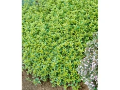Töpfe<Thymus X Citriodorus Golden Dwarf Zitronenthymian Ca. 9x9 cm Topf