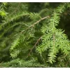 Töpfe<Tsuga Canadensis Kanadische Hemlocktanne 40–60 cm