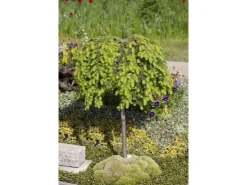 Töpfe<Tsuga Canadensis Kanadische Hemlocktanne 40–60 cm