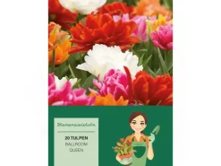 Töpfe<Tulipa Ballroom Queen Mischung 20 Stück Tulipa double early Ballroom Queen