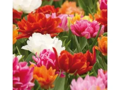 Töpfe<Tulipa Ballroom Queen Mischung 20 Stück Tulipa double early Ballroom Queen