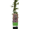 Hot GROW by OBI Waldrebe "Piilu" Rosa-Violett ca. 40 - 60 cm Topf-Ø ca. 17 cm Clematis Hybride