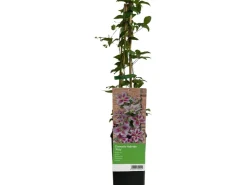 Hot GROW by OBI Waldrebe "Piilu" Rosa-Violett ca. 40 - 60 cm Topf-Ø ca. 17 cm Clematis Hybride