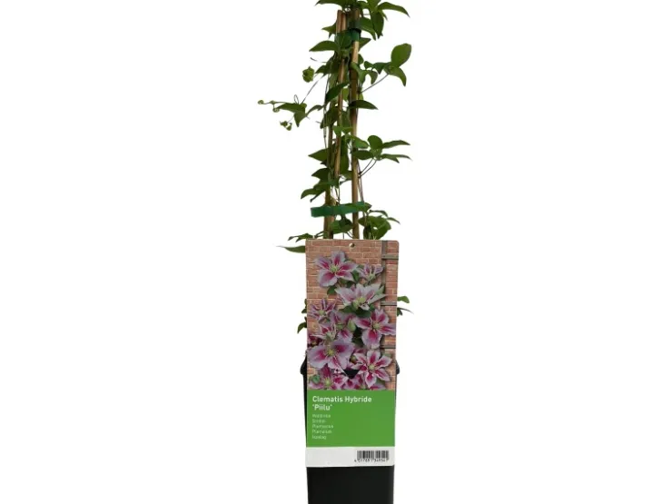 Hot GROW by OBI Waldrebe "Piilu" Rosa-Violett ca. 40 - 60 cm Topf-Ø ca. 17 cm Clematis Hybride