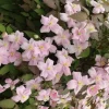 GROW by OBI Waldrebe "Rubens" Rosa Höhe ca. 40 - 60 cm Topf-Ø ca. 17 cm Clematis montana