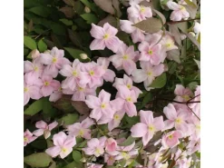 GROW by OBI Waldrebe "Rubens" Rosa Höhe ca. 40 - 60 cm Topf-Ø ca. 17 cm Clematis montana