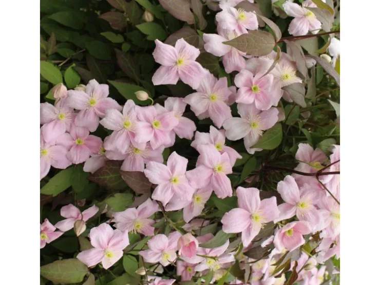 GROW by OBI Waldrebe "Rubens" Rosa Höhe ca. 40 - 60 cm Topf-Ø ca. 17 cm Clematis montana